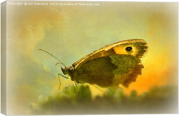 Meadow Brown Butterfly Canvas Print by LIZ Alderdice
