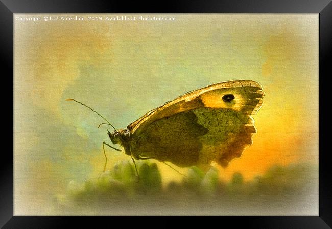 Meadow Brown Butterfly Framed Print by LIZ Alderdice