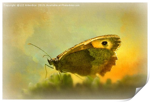 Meadow Brown Butterfly Print by LIZ Alderdice