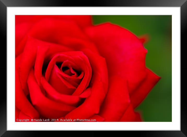 Red Rose Framed Mounted Print by DiFigiano Photography