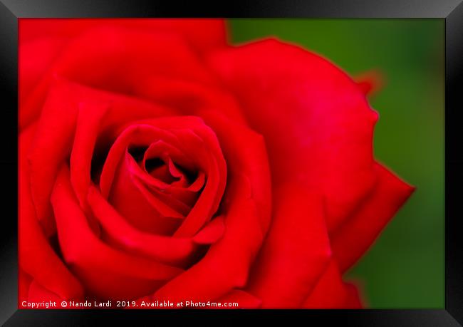 Red Rose Framed Print by DiFigiano Photography