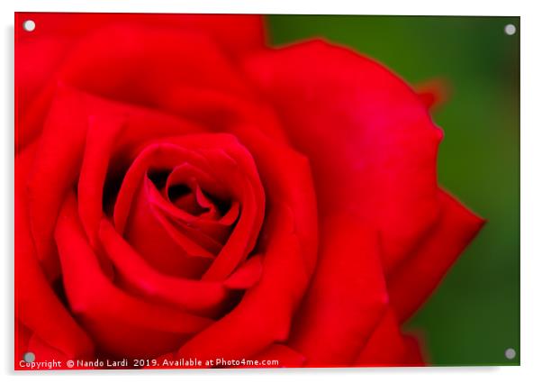 Red Rose Acrylic by DiFigiano Photography