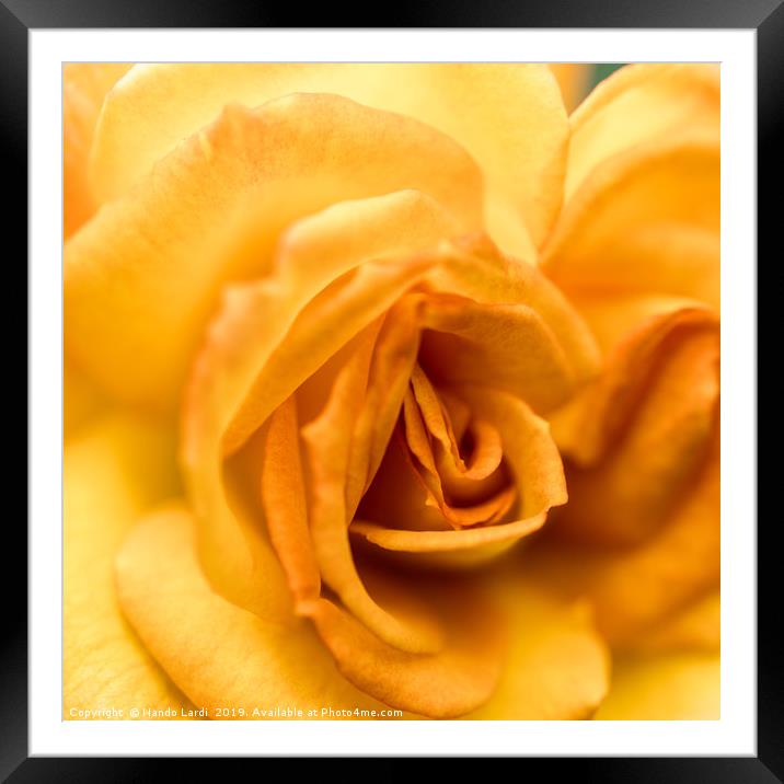 Yellow Rose Framed Mounted Print by DiFigiano Photography