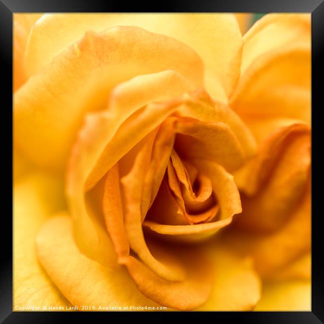 Yellow Rose Framed Print by DiFigiano Photography