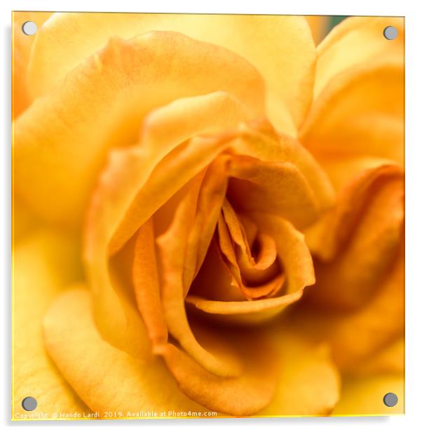 Yellow Rose Acrylic by DiFigiano Photography