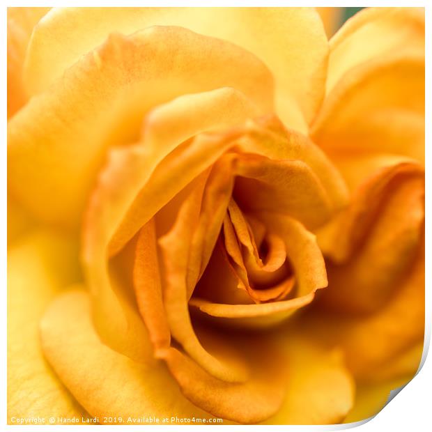 Yellow Rose Print by DiFigiano Photography