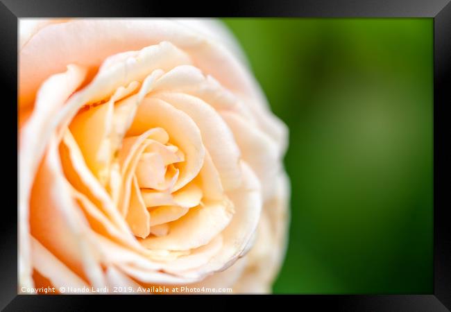 Creamy Rose Framed Print by DiFigiano Photography