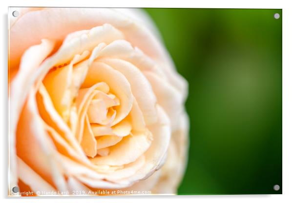 Creamy Rose Acrylic by DiFigiano Photography