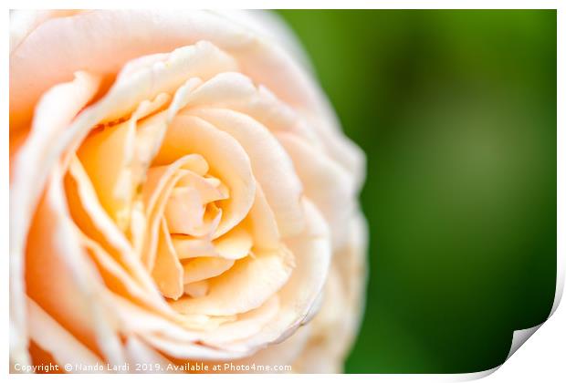 Creamy Rose Print by DiFigiano Photography