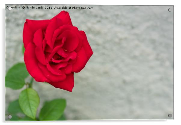 Rose On Rock Acrylic by DiFigiano Photography