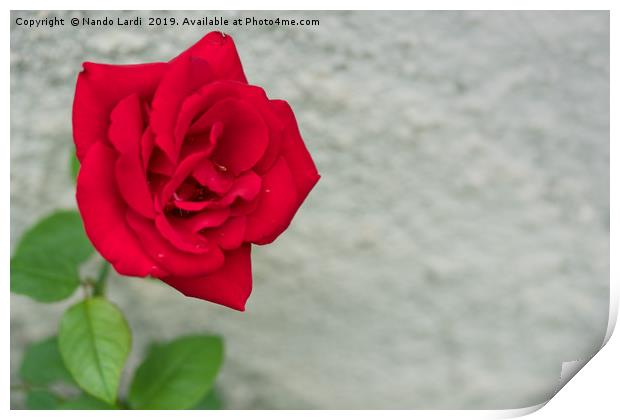 Rose On Rock Print by DiFigiano Photography