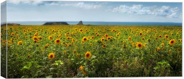 A panoramic field of Sunflowers Canvas Print by Leighton Collins