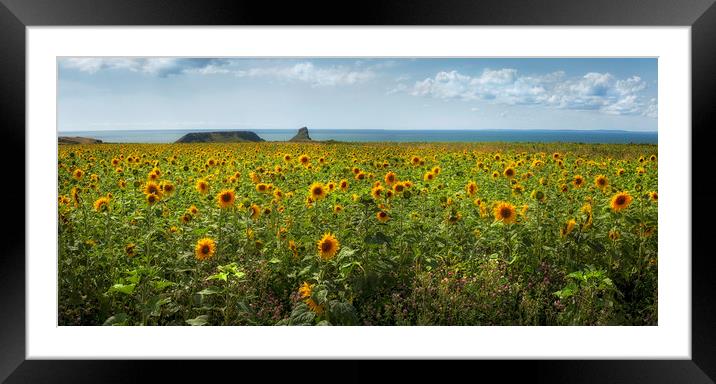 A panoramic field of Sunflowers Framed Mounted Print by Leighton Collins
