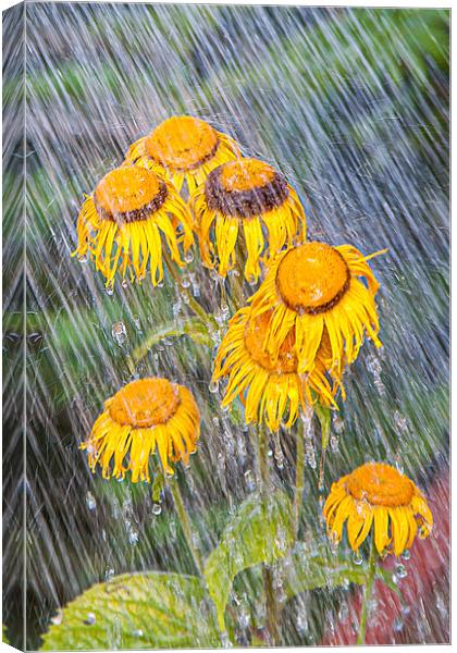 Flowers in the rain Canvas Print by David Belcher