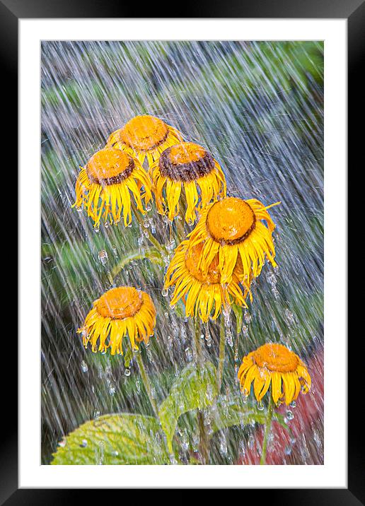 Flowers in the rain Framed Mounted Print by David Belcher