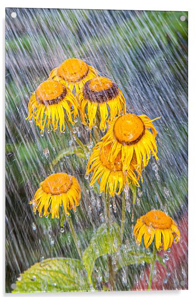 Flowers in the rain Acrylic by David Belcher