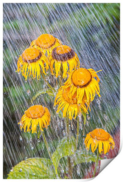 Flowers in the rain Print by David Belcher