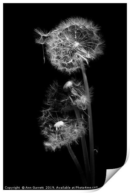Dandelion Clocks Monochrome Print by Ann Garrett
