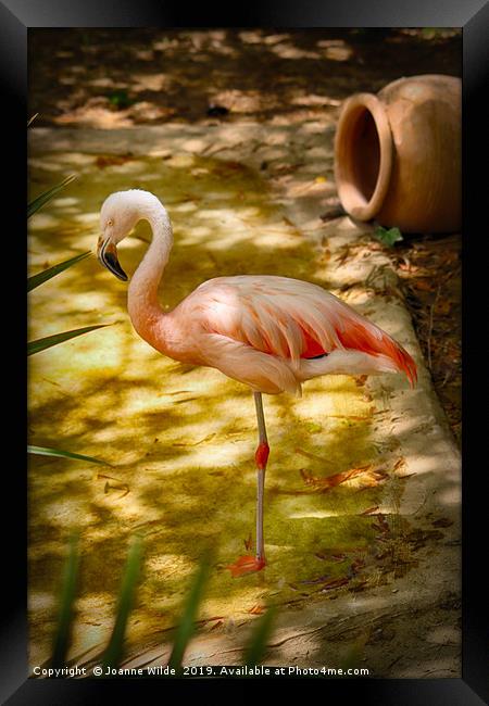 Flamingo Framed Print by Joanne Wilde