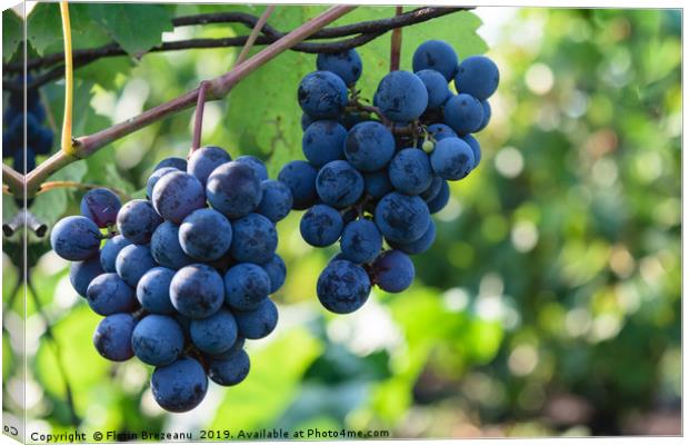 ripen blue black grapes - hanging grapes from vine Canvas Print by Florin Brezeanu