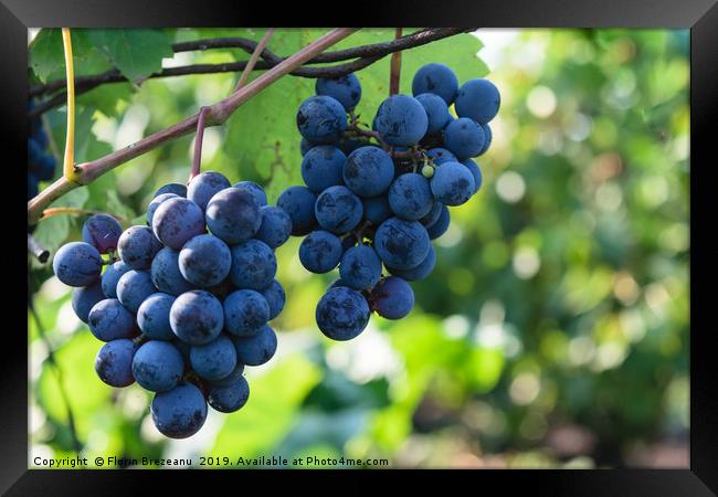 ripen blue black grapes - hanging grapes from vine Framed Print by Florin Brezeanu