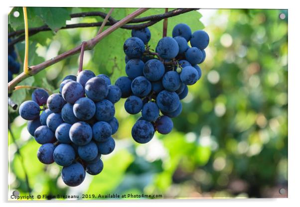 ripen blue black grapes - hanging grapes from vine Acrylic by Florin Brezeanu