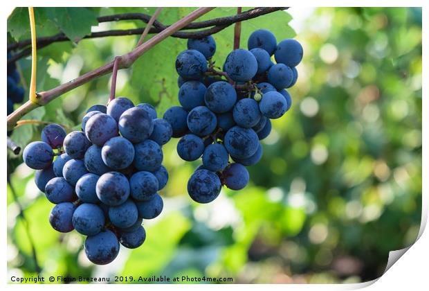 ripen blue black grapes - hanging grapes from vine Print by Florin Brezeanu