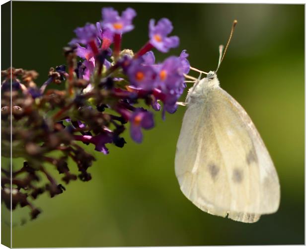 Cabbage White Butterfly Pieris rapae Canvas Print by Jonathan Thirkell