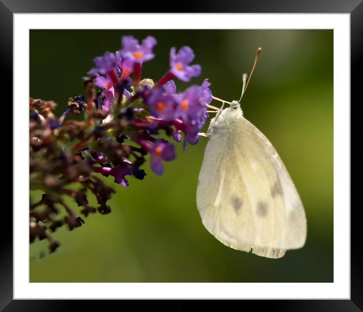 Cabbage White Butterfly Pieris rapae Framed Mounted Print by Jonathan Thirkell