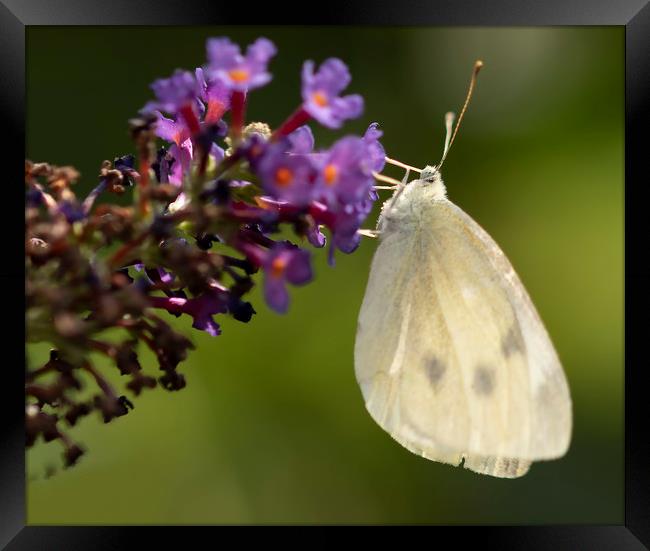 Cabbage White Butterfly Pieris rapae Framed Print by Jonathan Thirkell