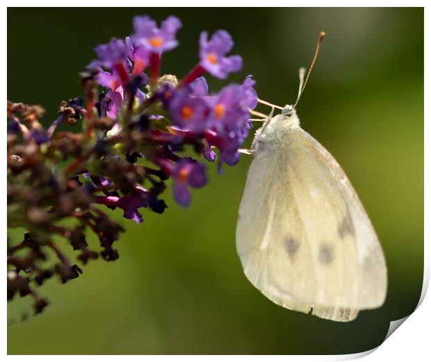 Cabbage White Butterfly Pieris rapae Print by Jonathan Thirkell