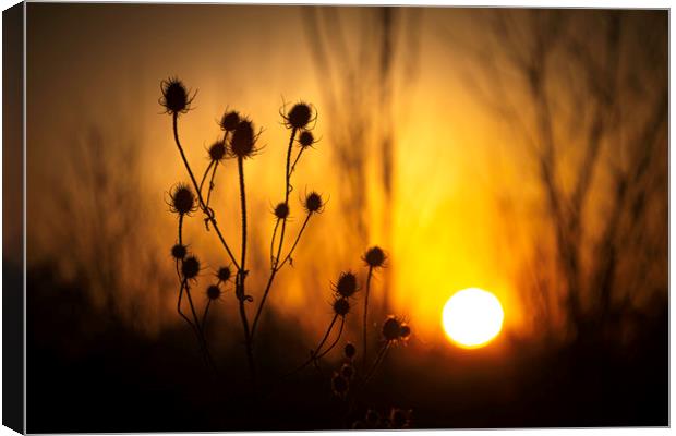 Silhouette of a Common Thistle at Sunset. Canvas Print by Mike Evans