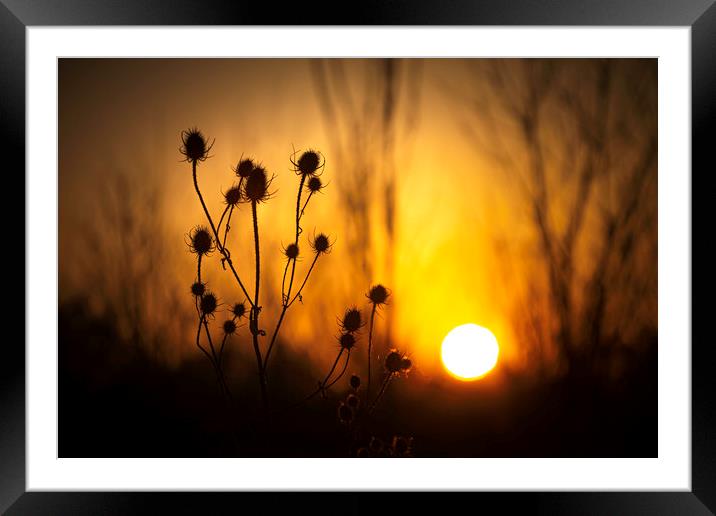 Silhouette of a Common Thistle at Sunset. Framed Mounted Print by Mike Evans