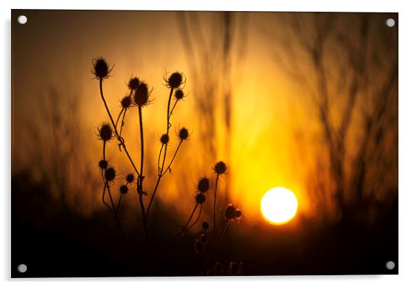 Silhouette of a Common Thistle at Sunset. Acrylic by Mike Evans
