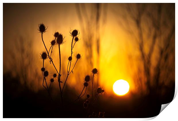 Silhouette of a Common Thistle at Sunset. Print by Mike Evans