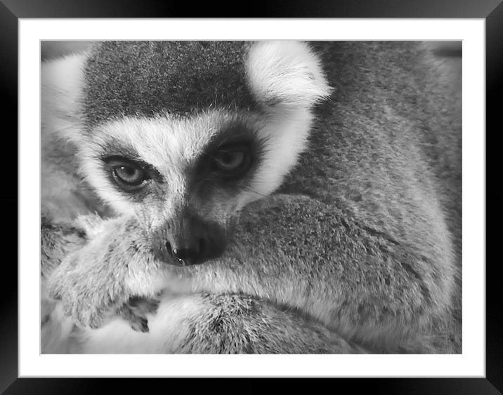 The wise Lemur Framed Mounted Print by Lauren Meyerink