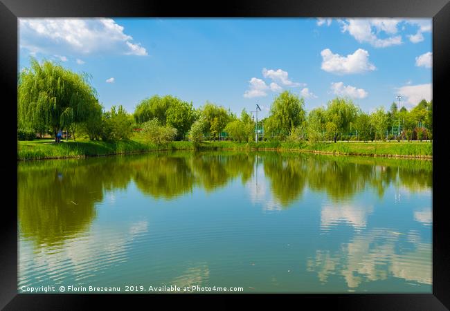water lake reflection of green willow trees Framed Print by Florin Brezeanu