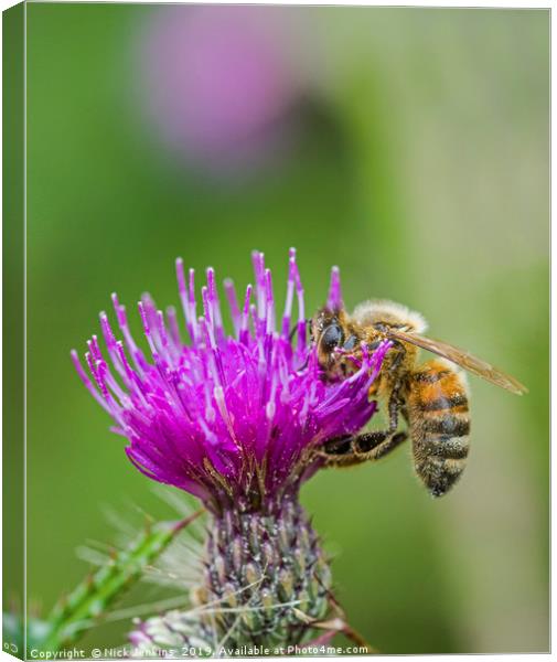 Honey Bee on pink and purple thistle flower summer Canvas Print by Nick Jenkins