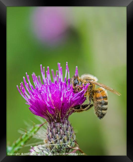 Honey Bee on pink and purple thistle flower summer Framed Print by Nick Jenkins