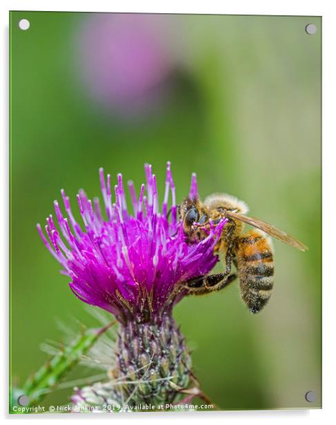 Honey Bee on pink and purple thistle flower summer Acrylic by Nick Jenkins
