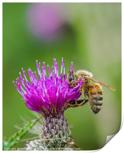 Honey Bee on pink and purple thistle flower summer Print by Nick Jenkins