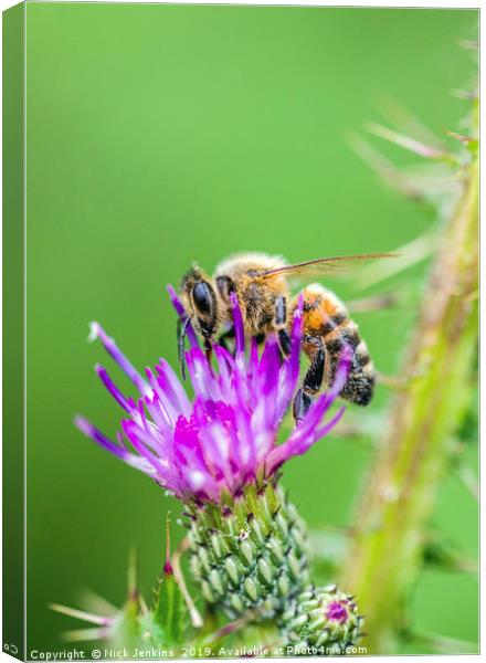Honey Bee on a Thistle Flower Canvas Print by Nick Jenkins