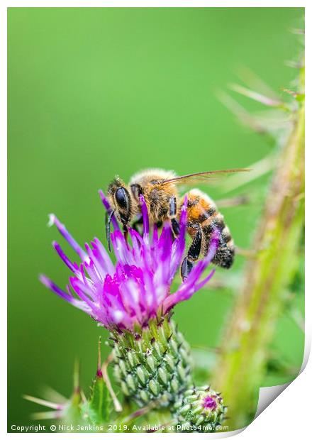 Honey Bee on a Thistle Flower Print by Nick Jenkins