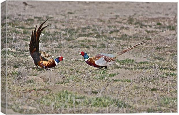 The Argument Canvas Print by Irina Walker