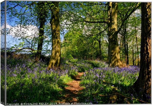 "Afternoon sunshine in the bluebell wood" Canvas Print by ROS RIDLEY