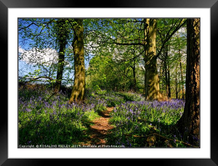 "Afternoon sunshine in the bluebell wood" Framed Mounted Print by ROS RIDLEY