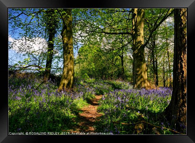 "Afternoon sunshine in the bluebell wood" Framed Print by ROS RIDLEY