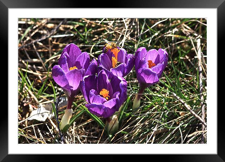 Spring Time Is On The Way Framed Mounted Print by Irina Walker