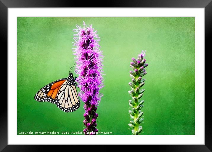Monarch Butterfly on Blazing Star Framed Mounted Print by Mary Machare