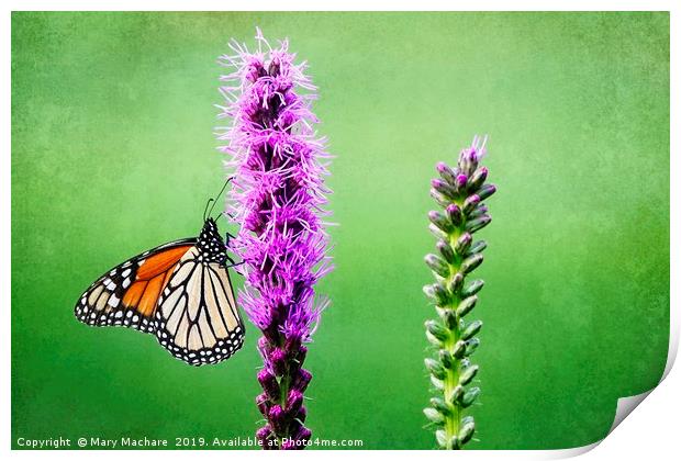 Monarch Butterfly on Blazing Star Print by Mary Machare